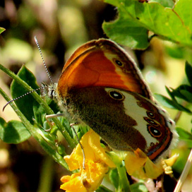 Tiefenbachgewässer